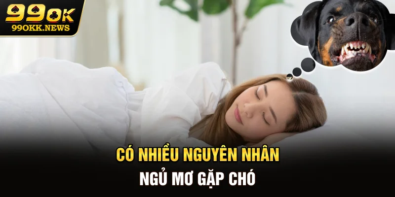 Có nhiều nguyên nhân ngủ mơ gặp chó